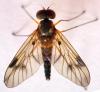 Chrysopilus laetus